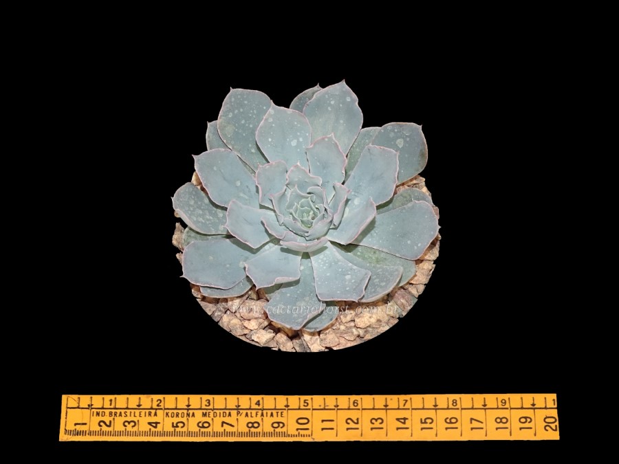 foto echeveria moon stones