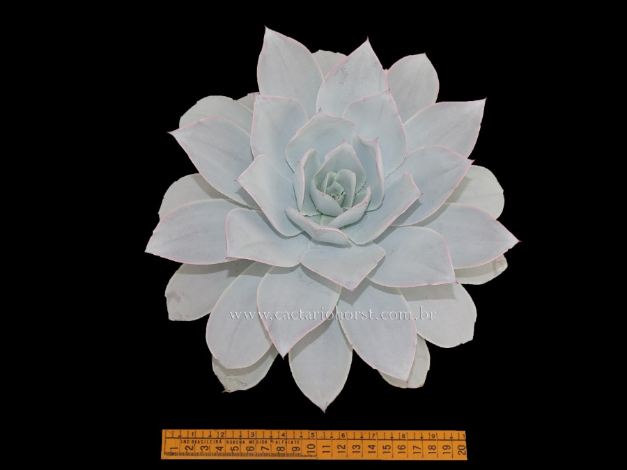 foto echeveria cante