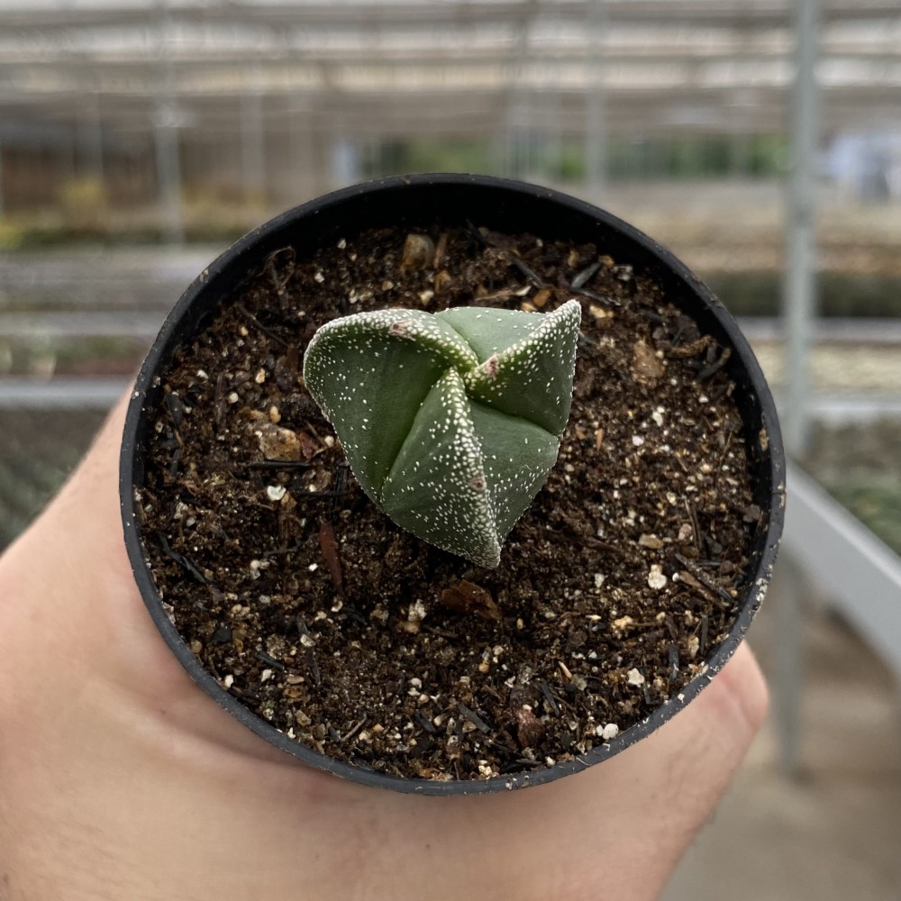 foto astrophytum